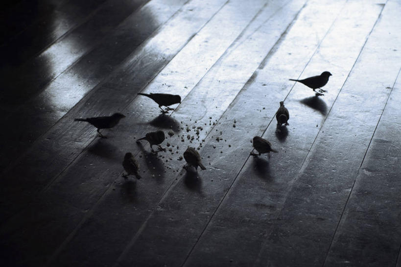 无人,站,吃,横图,俯视,室内,白天,地板,鸟,许多,阴影,光线,鸟类,影子,灯光,地面,注视,木地板,低头,观察,看,站着,观看,察看,关注,饲料,嚼,食,站立,彩图,高角度拍摄,全身