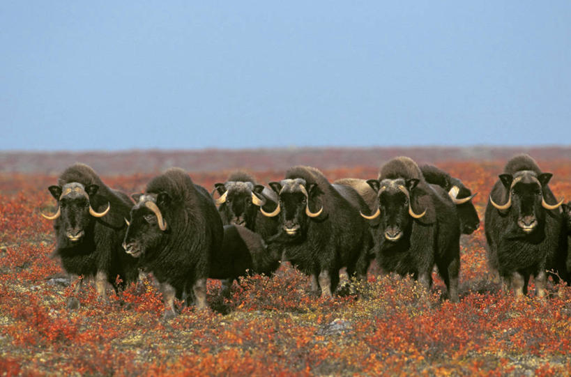 无人,站,横图,室外,白天,正面,草地,草原,美景,秋季,植物,牛,野生动物,加拿大,一群,许多,阴影,平静,光线,影子,景观,旷野,很多,注视,草,蓝色,绿色,蓝天,天空,阳光,自然,动物,天,观察,看,站着,景色,安静,栖息,牲畜,晴朗,观看,宁静,察看,北美,北美洲,关注,静谧,自然风光,原野,美洲,麝香牛,万里无云,北亚美利加洲,亚美利加洲,沉静,西北地区,恬静,安祥,僻静,清静,太平,麝牛,栖身,晴空,晴空万里,秋,秋天,站立,彩图,全身