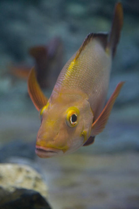 游泳,海鲜,无人,竖图,室外,特写,白天,正面,旅游,度假,美景,东京,日本,亚洲,一条,阴影,朦胧,模糊,光线,鱼,影子,景观,扭头,注视,娱乐,水产,鱼类,海洋生物,阳光,自然,观察,看,转头,享受,休闲,景色,放松,观看,察看,关注,自然风光,水生动物,海产品,笛鲷,水生物,东亚,海底动物,本州,关东地方,本州岛,日本国,东京都,泅水,四带笛鲷,拍浮,彩图,全身