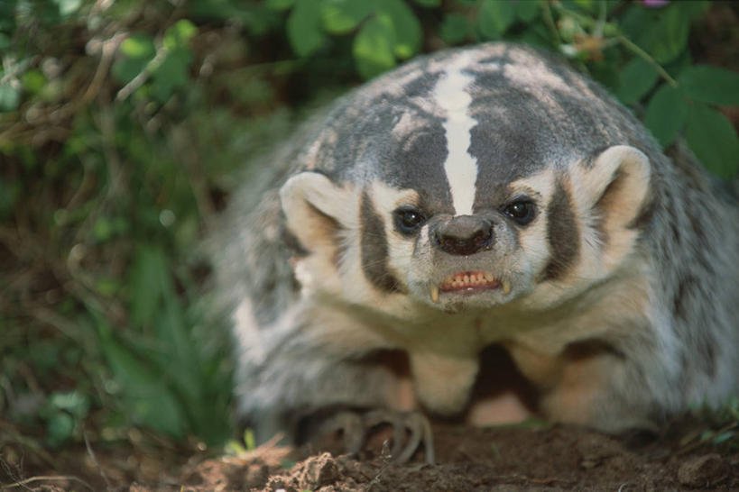 无人,坐,横图,室外,白天,正面,旅游,度假,美景,野生动物,叶子,许多,咬,阴影,朦胧,模糊,光线,影子,景观,绿叶,很多,凌乱,注视,娱乐,一只,阳光,自然,动物,观察,看,张嘴,享受,休闲,嫩叶,景色,放松,可爱,活泼,观看,咬着,察看,混乱,关注,自然风光,张大嘴巴,狗獾,獾,纷乱,缭乱,庞杂,叶,叶片,张开嘴,坐着,彩图,全身