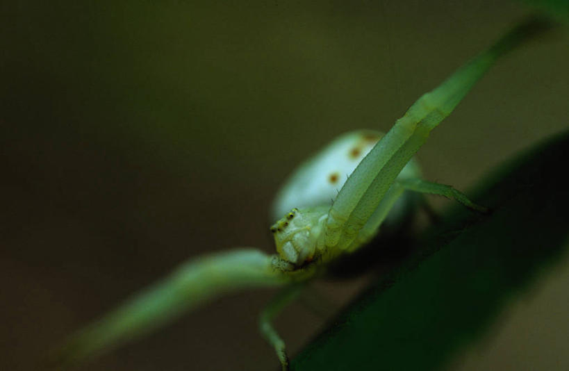 无人,横图,俯视,室外,特写,白天,美景,叶子,平静,昆虫,蜘蛛,景观,绿叶,一只,自然,动物,嫩叶,景色,安静,栖息,宁静,八脚螅,静谧,自然风光,节肢动物,益虫,沉静,恬静,波丝,安祥,僻静,清静,太平,栖身,叶,叶片,彩图,高角度拍摄,全身