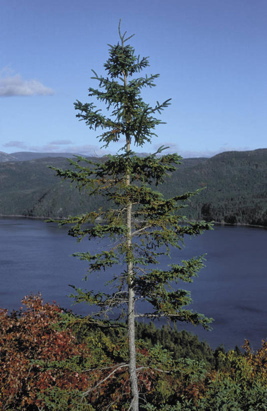 无人,竖图,俯视,室外,白天,石头,美景,山,山脉,树林,植物,加拿大,阴影,光线,石子,影子,景观,山峰,云,云朵,山峦,云彩,树,树木,蓝色,绿色,白云,蓝天,天空,阳光,自然,群山,天,景色,生长,晴朗,成长,北美,北美洲,自然风光,美洲,北亚美利加洲,亚美利加洲,纽芬兰,纽芬兰省,石块,岩石,晴空,彩图,高角度拍摄