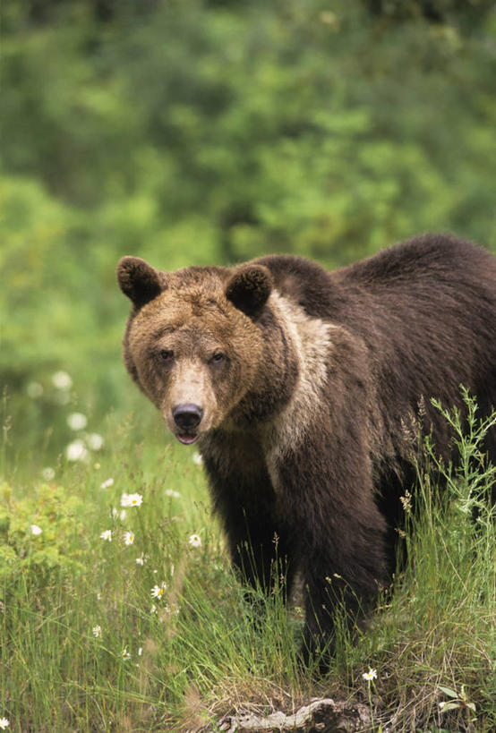 无人,站,竖图,室外,白天,正面,草地,草原,植物,野生动物,熊,阴影,朦胧,模糊,光线,影子,旷野,注视,草,一只,绿色,阳光,动物,观察,看,站着,观看,察看,关注,原野,凶猛,残暴,凶残,棕熊,马熊,站立,半身,彩图