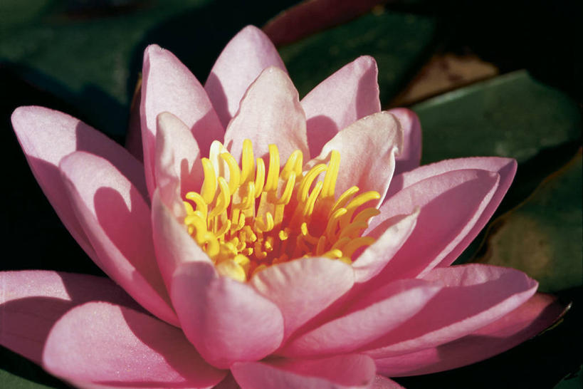 无人,横图,俯视,室外,特写,白天,旅游,度假,美景,日落,睡莲,加拿大,阴影,朦胧,模糊,盛开,光线,影子,景观,晚霞,霞光,落日,花蕾,娱乐,花,花瓣,花朵,鲜花,一朵,粉色,阳光,自然,黄昏,花苞,花蕊,享受,休闲,景色,彩霞,放松,北美,北美洲,自然风光,美洲,纯真,妖艳,北亚美利加洲,亚美利加洲,水芹花,抒情,洁净,魁北克省,夕照,水洋花,子午莲,夕阳,彩图,高角度拍摄,斜阳