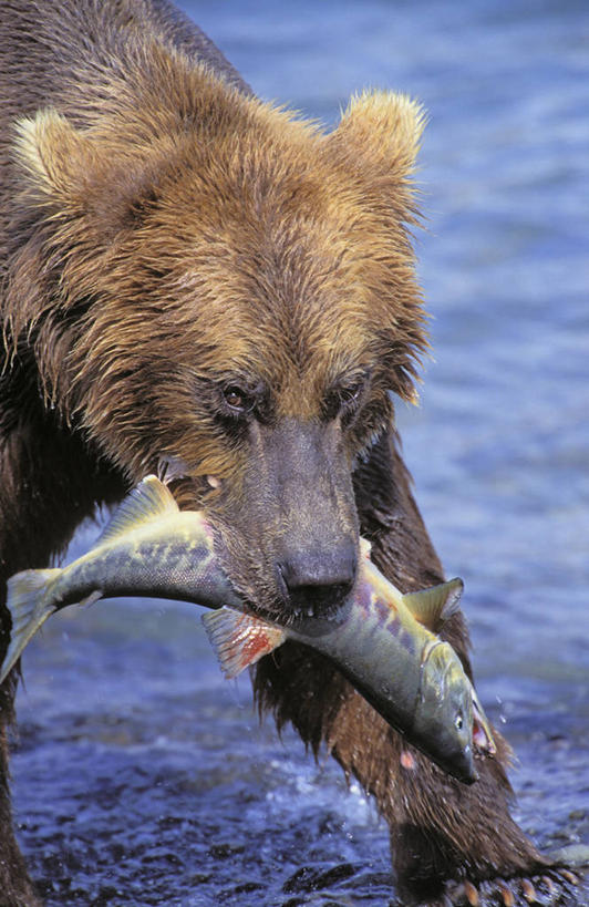 海鲜,三文鱼,无人,站,竖图,室外,白天,正面,旅游,度假,湖,湖泊,美景,水,鲑鱼,野生动物,熊,美国,一条,咬,鱼,湖面,景观,水流,水面,娱乐,水产,鱼类,海洋生物,一只,自然,动物,湖水,站着,享受,休闲,景色,放松,大马哈鱼,咬着,北美,北美洲,自然风光,水生动物,海产品,美洲,水生物,凶猛,海底动物,阿拉斯加,阿拉斯加州,撒蒙鱼,萨门鱼,冰海之皇,鲑,北亚美利加洲,亚美利加洲,马哈鱼,麻哈鱼,大麻哈鱼,最后的边疆,午夜阳光之地,科迪亚克棕熊,残暴,凶残,棕熊,马熊,站立,半身,彩图