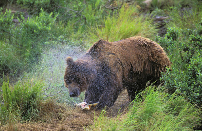 海鲜,三文鱼,无人,站,横图,室外,白天,侧面,旅游,度假,草地,草坪,美景,水,植物,鲑鱼,野生动物,熊,美国,一条,咬,飞溅,溅,鱼,液体,景观,水滴,娱乐,水产,鱼类,海洋生物,水珠,草,一只,绿色,自然,动物,站着,享受,休闲,景色,放松,大马哈鱼,咬着,北美,北美洲,喷洒,自然风光,水生动物,海产品,美洲,水生物,凶猛,海底动物,阿拉斯加,阿拉斯加州,撒蒙鱼,萨门鱼,冰海之皇,鲑,北亚美利加洲,亚美利加洲,马哈鱼,麻哈鱼,大麻哈鱼,最后的边疆,午夜阳光之地,科迪亚克棕熊,残暴,凶残,棕熊,马熊,站立,彩图,全身