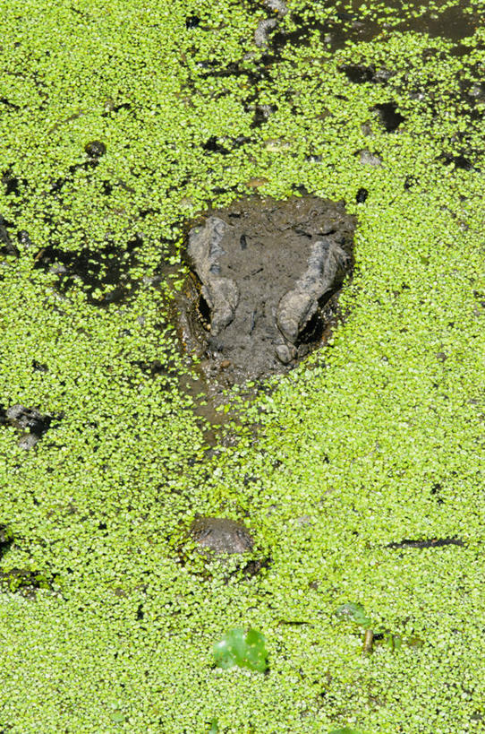 无人,竖图,俯视,室外,特写,白天,旅游,度假,美景,鳄鱼,野生动物,叶子,美国,一条,飘扬,爬行动物,景观,绿叶,娱乐,自然,动物,享受,休闲,嫩叶,景色,放松,北美,北美洲,自然风光,德克萨斯州,美洲,凶猛,短吻鳄,德克萨斯,得州,德州,得克萨斯州,孤星之州,北亚美利加洲,亚美利加洲,浮荡,飘拂,漂荡,飘零,美国短吻鳄,密河鳄,残暴,凶残,叶,叶片,半身,彩图,高角度拍摄,本德堡县,福遍郡,飘荡