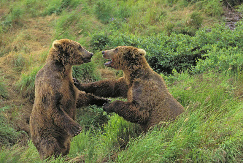 无人,站,横图,室外,白天,侧面,旅游,度假,草地,草坪,美景,植物,野生动物,熊,美国,景观,娱乐,相视,草,绿色,自然,动物,站着,两只,享受,休闲,面对面,景色,放松,对视,打架,北美,北美洲,自然风光,打斗,美洲,相对,凶猛,斗殴,阿拉斯加,阿拉斯加州,相看,北亚美利加洲,亚美利加洲,最后的边疆,午夜阳光之地,科迪亚克棕熊,残暴,凶残,棕熊,马熊,站立,彩图,全身