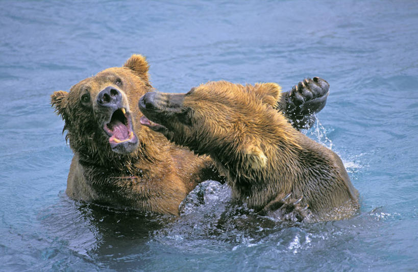 无人,站,横图,室外,白天,正面,旅游,度假,湖,湖泊,美景,水,野生动物,熊,美国,咆哮,湖面,景观,水流,水面,娱乐,相视,自然,动物,湖水,站着,两只,享受,休闲,面对面,景色,放松,对视,北美,北美洲,自然风光,美洲,相对,凶猛,怒吼,阿拉斯加,阿拉斯加州,相看,北亚美利加洲,亚美利加洲,呼啸,最后的边疆,午夜阳光之地,狂嗥,科迪亚克棕熊,残暴,凶残,棕熊,马熊,站立,半身,彩图