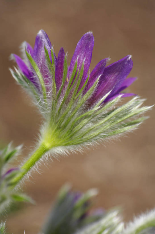 无人,竖图,室外,特写,白天,正面,旅游,度假,美景,植物,梦幻,盛开,景观,浪漫,美丽,娱乐,花,花瓣,花朵,花卉,鲜花,一朵,自然,花蕊,享受,休闲,景色,放松,自然风光,纯真,热恋,多花蔷薇,野蔷薇,白残花,刺蘼,买笑,蔷薇,彩图