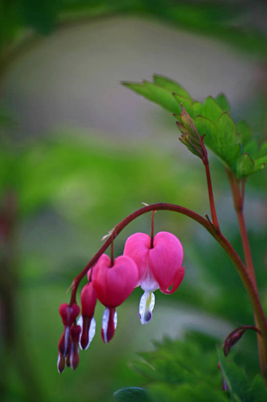 无人,竖图,室外,特写,白天,正面,旅游,度假,美景,植物,许多,吊挂,悬挂,朦胧,模糊,盛开,景观,粉红色,粉红,挂,娱乐,花,花瓣,花朵,花卉,鲜花,粉色,自然,花蕊,享受,休闲,景色,放松,同意,接受,自然风光,荷包牡丹,铃儿草,兔儿牡丹,鱼儿牡丹,答应,彩图