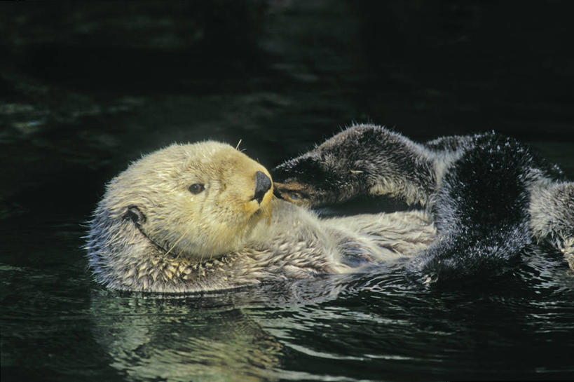无人,躺,横图,室外,白天,正面,旅游,度假,河流,美景,水,哺乳动物,野生动物,河水,景观,水流,娱乐,一只,自然,动物,享受,休闲,景色,放松,可爱,活泼,北美,北美洲,自然风光,水生动物,美洲,海獭,洛矶山脉,落基山脉,北亚美利加洲,亚美利加洲,躺着,半身,彩图