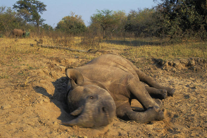 无人,公园,躺,横图,俯视,室外,白天,旅游,度假,草地,草原,草坪,荒凉,美景,树林,植物,野生动物,非洲,津巴布韦,一排,阴影,枯萎,整齐,光线,影子,荒野,景观,旷野,热带,注视,娱乐,草,树,树木,排列,一只,蓝色,绿色,蓝天,天空,阳光,自然,动物,天,观察,看,享受,休闲,景色,放松,生长,成长,观看,死亡,察看,国家公园,队列,关注,自然风光,原野,荒原,凶猛,黑犀,黑犀牛,阿非利加洲,津巴布韦共和国,辛巴威,枯败,马图萨多纳国家公园,马土萨多纳国家公园,卧着,残暴,凶残,荒地,荒芜,犀牛,躺着,卧,彩图,高角度拍摄,全身