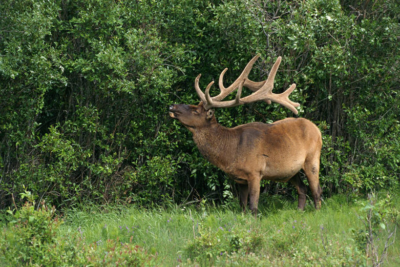 无人,公园,站,吃,横图,室外,白天,侧面,旅游,度假,草地,草坪,美景,植物,哺乳动物,鹿,野生动物,加拿大,阴影,光线,影子,景观,注视,娱乐,草,树,树木,一只,绿色,阳光,自然,动物,观察,看,站着,享受,休闲,景色,放松,可爱,活泼,茂盛,生长,成长,观看,繁茂,察看,北美,北美洲,国家公园,关注,自然风光,美洲,鹿角,阿尔伯塔省,阿尔伯塔,北亚美利加洲,亚美利加洲,四不像,兴旺,昌盛,艾伯塔,艾伯塔省,贾斯珀国家公园,昌隆,畅旺,发达,蕃芜,繁盛,富强,隆盛,蓬勃,旺盛,兴隆,兴盛,郁勃,亚伯达,大卫神父鹿,四不象,麋鹿,嚼,食,抬头,仰头,站立,彩图,全身,阿省,艾省,亚伯达省,亚省