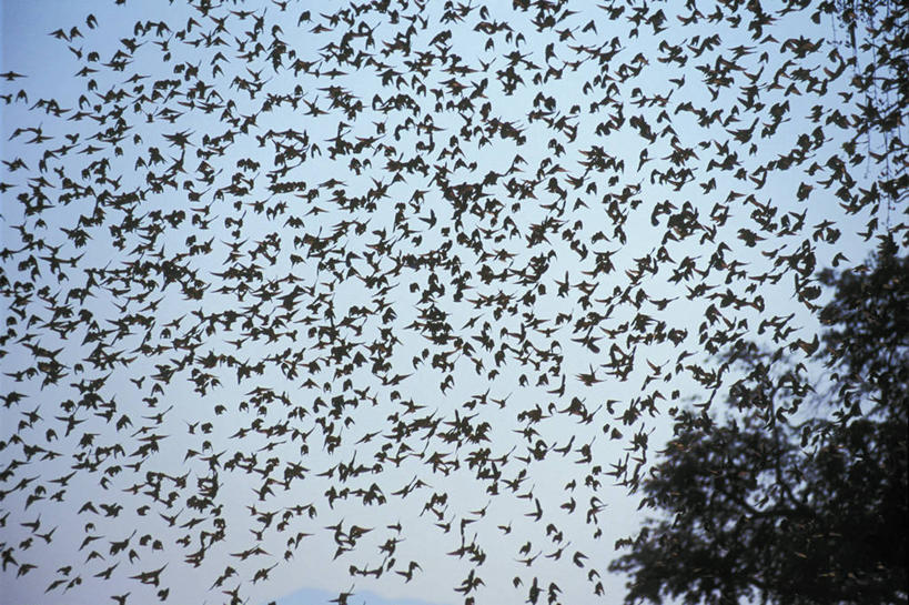无人,横图,室外,白天,仰视,植物,蜂鸟,鸟,非洲,津巴布韦,一群,许多,飞翔,伸展,张开,展翅,阴影,飞行,光线,翅膀,鸟类,影子,枝条,很多,翱翔,注视,飞,树,树木,树枝,蓝色,蓝天,天空,阳光,天,观察,看,观看,察看,关注,张开翅膀,阿非利加洲,蜂虎,津巴布韦共和国,辛巴威,虬枝,枝杈,展开翅膀,半身,彩图,低角度拍摄,红喉蜂虎