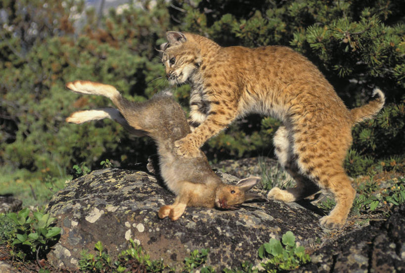 无人,横图,室外,白天,侧面,石头,植物,哺乳动物,野生动物,阴影,朦胧,模糊,光线,兔子,石子,影子,注视,绿色,阳光,自然,动物,观察,看,两只,生长,成长,观看,兔,死亡,察看,北美,北美洲,关注,山猫,猞猁,狩猎,美洲,打猎,凶猛,洛矶山脉,落基山脉,北亚美利加洲,亚美利加洲,殒命,灭亡,林曳,马猞猁,猞猁狲,猞狮,残暴,凶残,石块,岩石,彩图,全身