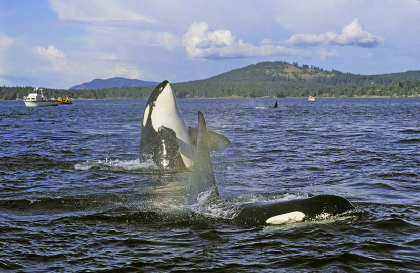 游泳,无人,横图,室外,白天,正面,旅游,度假,河流,石头,美景,日落,山,山脉,树林,水,植物,轮船,船,哺乳动物,鲸鱼,加拿大,三只,一艘,阴影,波纹,光线,虎鲸,杀人鲸,石子,影子,河水,景观,山峰,水流,晚霞,霞光,云,云朵,落日,山峦,云彩,注视,娱乐,海洋生物,树,树木,蓝色,绿色,白云,蓝天,水纹,天空,阳光,自然,黄昏,动物,交通工具,波浪,群山,天,观察,看,享受,休闲,景色,彩霞,放松,鲸,生长,晴朗,成长,观看,察看,北美,北美洲,关注,自然风光,载具,水生动物,美洲,水生物,凶猛,海底动物,逆戟鲸,北亚美利加洲,亚美利加洲,鲸类,卑诗省,不列颠哥伦比亚,不列颠哥伦比亚省,夕照,残暴,凶残,石块,岩石,晴空,夕阳,半身,彩图,斜阳