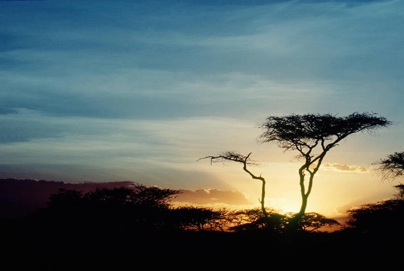 无人,横图,室外,白天,正面,旅游,度假,快乐,草地,草坪,美景,日落,太阳,植物,非洲,坦桑尼亚,阴影,光线,影子,景观,晚霞,霞光,云,云朵,落日,背光,云彩,娱乐,草,树,树木,绿色,白云,阳光,自然,黄昏,享受,休闲,景色,彩霞,放松,生长,成长,自然风光,逆光,金合欢,鸭皂树,稍纵即逝,东非,坦桑尼亚联合共和国,夕照,夕阳,彩图,斜阳