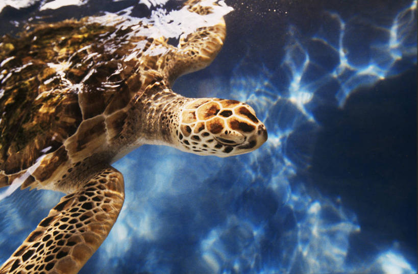 游泳,无人,横图,俯视,室外,特写,白天,旅游,度假,海浪,海洋,美景,龟,阴影,光线,影子,景观,浪花,娱乐,海洋生物,一只,阳光,自然,海水,享受,休闲,健康,景色,放松,石龟,绿海龟,自然风光,水生动物,坚定,水生物,海景,海底动物,绿蠵龟,长寿,泅水,拍浮,大海,风浪,海,海水的波动,近岸浪,涌浪,海龟,半身,彩图,高角度拍摄