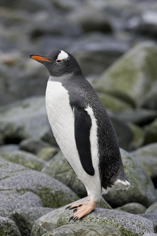 无人,站,竖图,室外,特写,白天,侧面,旅游,度假,岛屿,石头,美景,企鹅,野生动物,一堆,阴影,堆叠,堆积,朦胧,模糊,粗糙,平静,光线,石子,影子,岛,景观,注视,娱乐,一只,阳光,自然,动物,观察,看,站着,享受,休闲,景色,安静,放松,可爱,活泼,观看,堆,宁静,察看,毛糙,关注,静谧,自然风光,南极洲,沉静,恬静,安祥,僻静,清静,太平,巴布亚企鹅,白眉企鹅,金图企鹅,格雷厄姆地,南极半岛,南极大陆,帕默半岛,南设得兰群岛,英属南极领地,半月岛,列岛,群岛,石块,岩石,诸岛,站立,彩图,全身,粗拙
