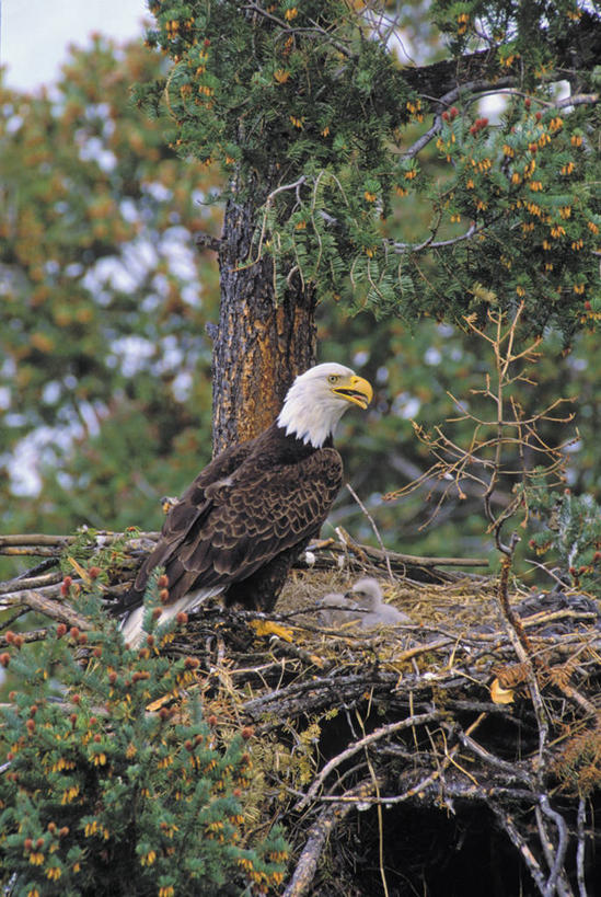 无人,公园,站,竖图,室外,白天,侧面,旅游,度假,美景,树林,植物,鸟,野生动物,叶子,羽毛,加拿大,阴影,轻盈,柔软,光线,鸟类,鸟窝,影子,景观,云,云朵,绿叶,云彩,娱乐,树,树木,一个,一只,蓝色,绿色,白色,灰色,白云,蓝天,天空,阳光,自然,动物,天,站着,享受,休闲,嫩叶,景色,放松,生长,成长,北美,北美洲,国家公园,自然风光,美洲,白头鹰,凶猛,海雕,白头海雕,轻柔,北亚美利加洲,亚美利加洲,美洲雕,卑诗省,不列颠哥伦比亚,不列颠哥伦比亚省,库特尼国家公园,残暴,凶残,叶,叶片,站立,彩图,全身,卑斯省