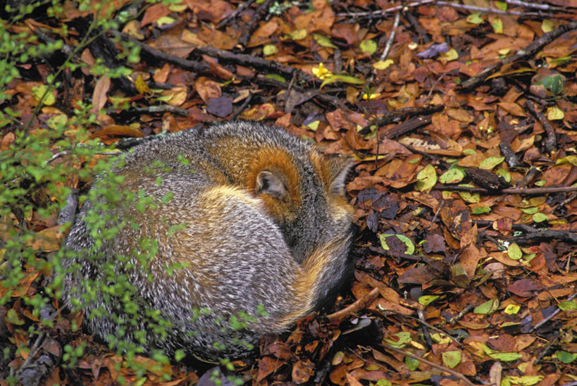 无人,睡,横图,俯视,室外,白天,旅游,度假,美景,狐狸,野生动物,叶子,美国,一条,阴影,光线,影子,景观,枯叶,落叶,枝条,娱乐,树枝,阳光,自然,动物,享受,休闲,景色,放松,北美,北美洲,自然风光,美洲,蜷曲,狡猾,灰狐,佛罗里达,佛罗里达州,佛州,阳光州,北亚美利加洲,亚美利加洲,狡诈,稀有,虬枝,枝杈,难得,罕见,叶,叶片,困,困觉,寝息,睡觉,彩图,高角度拍摄,全身,岛屿灰狐