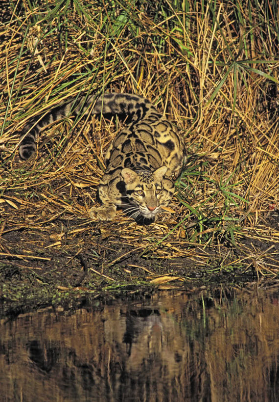 无人,竖图,室外,白天,侧面,旅游,度假,草地,草坪,河流,美景,水,植物,野生动物,马来西亚,亚洲,阴影,条纹,光线,影子,河水,景观,水流,注视,娱乐,草,一只,绿色,倒影,阳光,自然,动物,观察,看,趴着,享受,休闲,景色,放松,东南亚,观看,察看,倒映,关注,自然风光,凶猛,云豹,婆罗洲,稀有,龟纹豹,荷叶豹,乌云豹,樟豹,加里曼丹岛,婆罗洲岛,反照,难得,罕见,马来西亚联邦,残暴,凶残,趴,彩图,全身