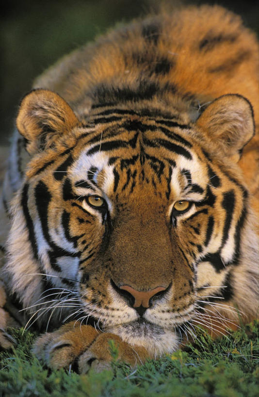 无人,竖图,室外,白天,正面,旅游,度假,草地,草坪,美景,植物,虎,野生动物,阴影,花纹,朦胧,模糊,光线,影子,景观,注视,娱乐,草,一只,绿色,阳光,自然,动物,观察,看,趴着,享受,休闲,景色,放松,观看,察看,关注,自然风光,凶猛,西伯利亚虎,稀有,难得,罕见,残暴,凶残,老虎,东北虎,趴,半身,彩图