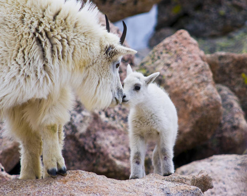 背部,无人,站,吻,横图,室外,白天,正面,旅游,度假,石头,美景,城市,野生动物,羊,美国,阴影,朦胧,模糊,光线,石子,影子,景观,泥土,土壤,娱乐,白色,阳光,自然,动物,站着,两只,享受,休闲,景色,放松,可爱,活泼,亲人,皮毛,北美,北美洲,自然风光,美洲,科罗拉多州,科罗拉多,首府,北亚美利加洲,亚美利加洲,百年州,丹佛,丹佛市,石块,岩石,山羊,亲,亲吻,站立,半身,彩图