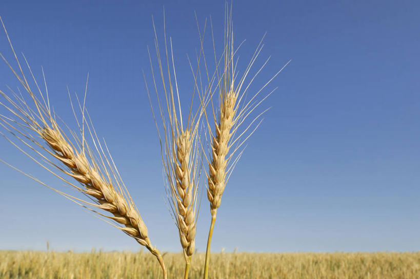 无人,农田,横图,室外,特写,白天,正面,旅游,度假,庄稼,农作物,小麦,美景,阴影,朦胧,模糊,光线,影子,景观,云,云朵,谷物,金黄,云彩,娱乐,蓝色,白云,蓝天,天空,阳光,自然,天,享受,休闲,稻谷,稻子,景色,放松,麦子,自然风光,彩图,耕地,庄稼田