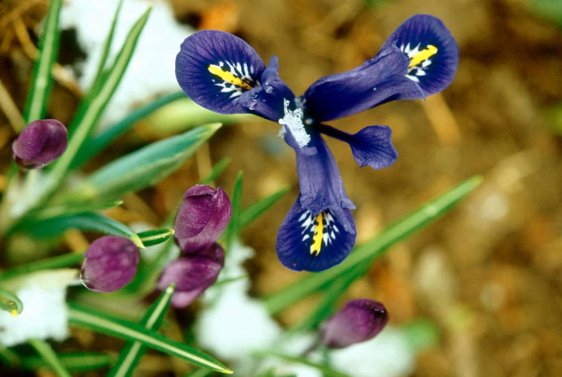 无人,横图,俯视,室外,特写,白天,美景,植物,叶子,阴影,朦胧,模糊,鲜艳,光线,影子,景观,泥土,土壤,绿叶,草药,美丽,漂亮,中药,蓝色,紫色,阳光,自然,嫩叶,景色,优美,鸢尾,自然风光,药材,中草药,摩登,艳丽,中药材,本草,紫蝴蝶,蓝蝴蝶,乌鸢,扁竹花,斑斓,标致,瑰丽,娇艳,锦绣,娟秀,俊丽,奇丽,俏丽,时兴,秀丽,叶,叶片,彩图,高角度拍摄,矮鸢尾
