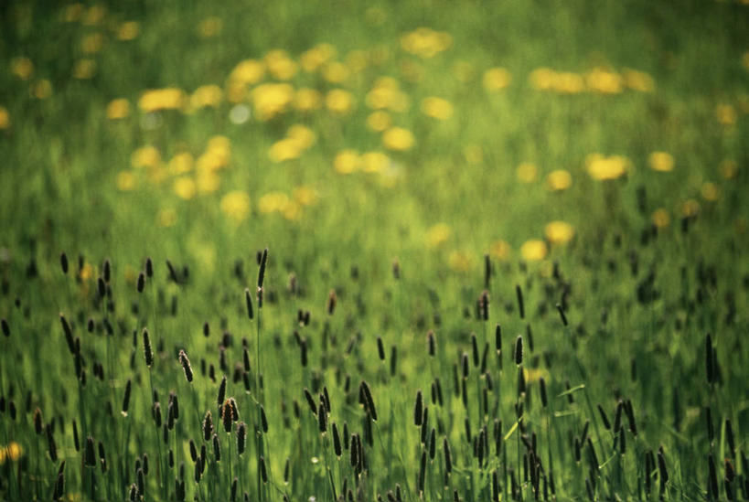无人,横图,俯视,室外,白天,爱情,旅游,度假,草地,草原,美景,植物,蒲公英,叶子,加拿大,许多,阴影,盛开,光线,影子,景观,旷野,绿叶,花蕾,娱乐,草,花,花瓣,花朵,鲜花,黄色,绿色,阳光,自然,花苞,花蕊,享受,休闲,嫩叶,景色,放松,北美,北美洲,自然风光,原野,美洲,新斯科舍,北亚美利加洲,亚美利加洲,开朗,新斯科舍省,叶,叶片,蒲公草,尿床草,黄花地丁,彩图,高角度拍摄,诺省,斯高沙省,新省,新斯高沙省,新斯科细亚省