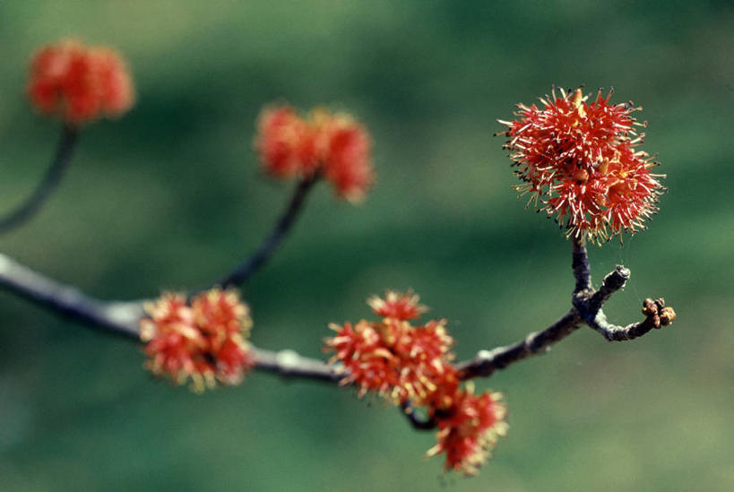 无人,横图,室外,特写,白天,正面,旅游,度假,美景,植物,枫树,阴影,朦胧,模糊,盛开,光线,影子,景观,枝条,花蕾,娱乐,花,花瓣,花朵,鲜花,树,树木,树枝,红色,绿色,阳光,自然,花苞,花蕊,享受,休闲,景色,放松,生长,成长,自然风光,槭树,虬枝,枝杈,北方红枫,北美红枫,红花槭,红糖槭,加拿大红枫,美国红枫,沼泽枫,彩图