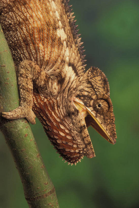 脸,头,脸颊,无人,攀登,竖图,室外,特写,白天,侧面,旅游,度假,美景,植物,变色龙,野生动物,阴影,朦胧,模糊,光线,影子,景观,枝条,注视,娱乐,树,树木,树枝,一只,阳光,自然,动物,观察,看,张嘴,享受,休闲,爬,景色,放松,观看,察看,关注,自然风光,张大嘴巴,避役,虬枝,枝杈,头部,脸部,脸蛋,面部,张开嘴,攀爬,半身,彩图