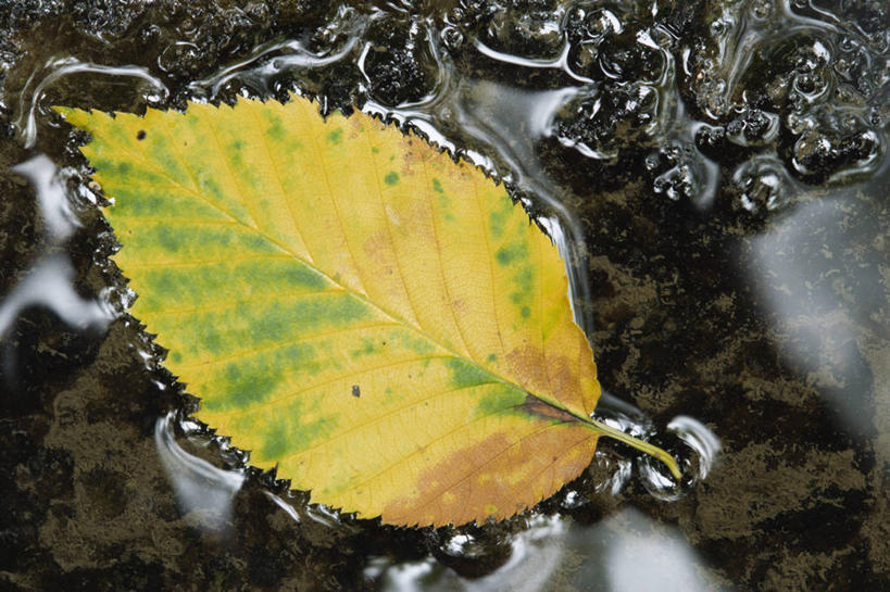 无人,横图,俯视,室外,特写,白天,河流,石头,美景,水,叶子,一片,阴影,清澈,光线,石子,影子,河水,景观,水流,枯叶,落叶,倒影,阳光,自然,景色,倒映,自然风光,反照,明澈,清彻,清亮,叶,叶片,石块,彩图,高角度拍摄