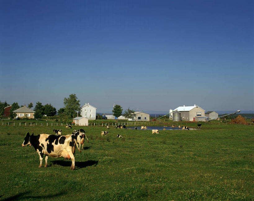 无人,家,农场,栏杆,站,吃,横图,室外,白天,正面,畜牧业,牧场,草地,草原,美景,日落,植物,牛,加拿大,一群,许多,阴影,花纹,光线,影子,房屋,屋子,景观,旷野,晚霞,霞光,落日,围栏,很多,注视,护栏,楼房,住宅,草,蓝色,绿色,蓝天,天空,阳光,自然,黄昏,动物,天,低头,观察,看,站着,广阔,宽广,家畜,景色,彩霞,牲畜,观看,察看,北美,北美洲,关注,宽阔,自然风光,原野,斑纹,美洲,畜牧,牧业,北亚美利加洲,亚美利加洲,广大,魁北克省,夕照,夕阳,奶牛,嚼,食,站立,彩图,全身,房子,斜阳