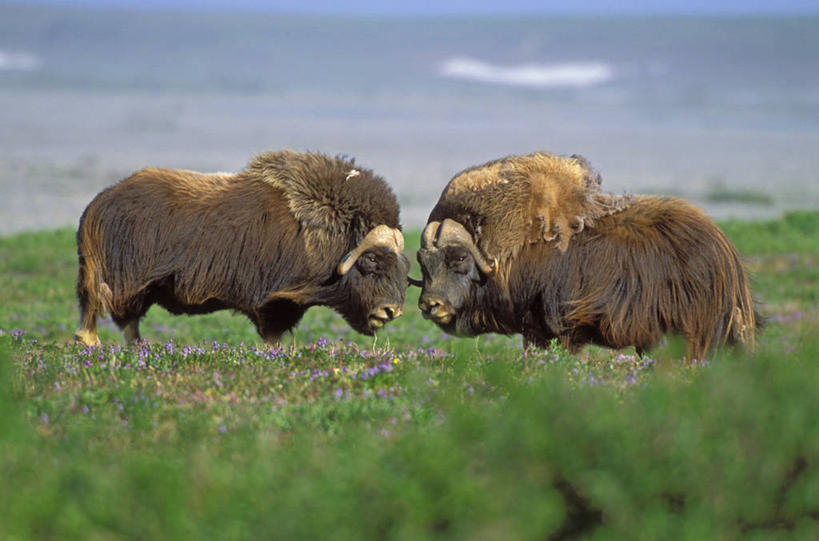 无人,站,横图,室外,白天,侧面,草地,草坪,植物,牛,野生动物,阴影,朦胧,模糊,光线,影子,注视,相视,草,蓝色,绿色,蓝天,天空,阳光,动物,天,观察,看,站着,两只,面对面,牲畜,观看,对视,察看,关注,麝香牛,相对,相看,麝牛,站立,彩图,全身