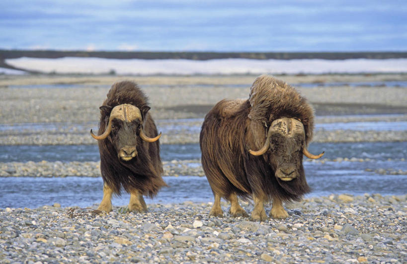 无人,站,横图,室外,白天,正面,草地,草坪,植物,牛,野生动物,阴影,朦胧,模糊,光线,影子,注视,草,蓝色,绿色,蓝天,天空,阳光,动物,天,观察,看,站着,两只,牲畜,观看,察看,关注,麝香牛,麝牛,站立,彩图,全身