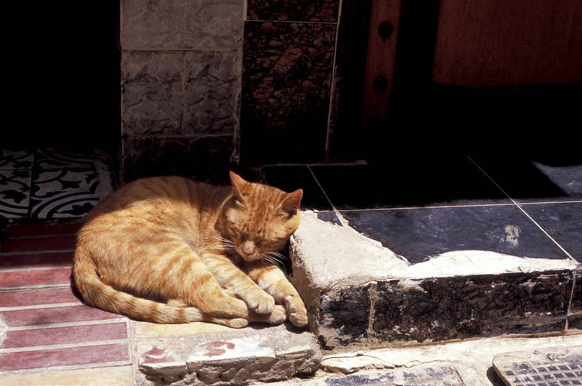 无人,家,躺,睡,横图,俯视,室外,白天,楼梯,宠物,猫,阴影,光线,影子,房屋,阶梯,屋子,楼房,台阶,住宅,一只,黄色,阳光,动物,可爱,猫咪,卧着,困,困觉,寝息,睡觉,躺着,卧,彩图,高角度拍摄,全身,房子,慵懒