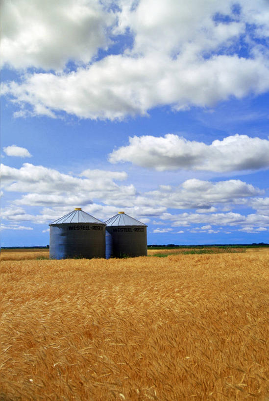 无人,农田,竖图,室外,白天,正面,农业,庄稼,农作物,小麦,阴影,丰收,环保,光线,英文,标志,文字,影子,字符,字母,稻田,云,云朵,谷物,垃圾桶,云彩,标识,蓝色,白云,蓝天,天空,阳光,容器,天,稻谷,稻子,麦子,收获,能源,晴朗,储藏,英文字母,垃圾箱,回收,资源,储存,利用,低碳,循环,持续,晴空,彩图,耕地,庄稼田,贮存