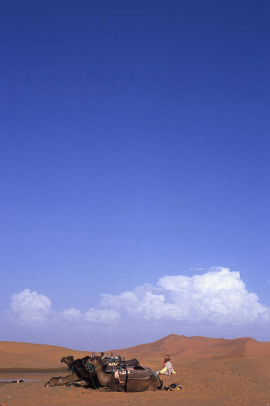 西方人,一个人,坐,竖图,室外,白天,侧面,旅游,度假,美景,沙漠,野生动物,欧洲,非洲,摩洛哥,黑人,欧洲人,仅一个男性,仅一个人,仅一个中年男性,四只,阴影,光线,影子,景观,云,云朵,云彩,注视,娱乐,设备,骆驼,蓝色,白云,蓝天,天空,阳光,自然,动物,天,观察,看,趴着,享受,休闲,景色,放松,运输,幼崽,观看,察看,关注,自然风光,装备,沙漠之舟,阿非利加洲,配备,双峰骆驼,摩洛哥王国,男人,男性,中年男性,非洲人,大漠,砂漠,趴,坐着,彩图,全身