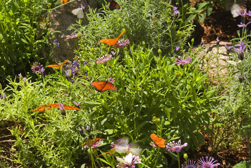 无人,站,横图,俯视,彩色,室外,特写,白天,旅游,度假,草地,草坪,美景,城市,蝴蝶,叶子,美国,许多,阴影,朦胧,模糊,光线,昆虫,影子,景观,绿叶,娱乐,草,阳光,自然,动物,站着,享受,休闲,嫩叶,景色,放松,亚利桑那,北美,北美洲,自然风光,美洲,益虫,亚利桑那州,凤凰城,菲尼克斯,大峡谷之州,首府,北亚美利加洲,亚美利加洲,叶,叶片,站立,彩图,高角度拍摄,全身,县治,马里科帕县