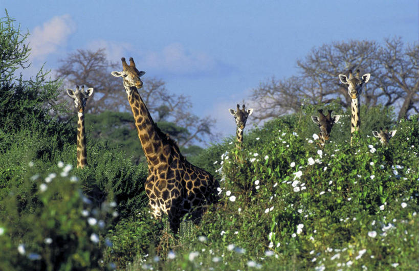无人,公园,站,横图,室外,白天,正面,旅游,度假,草地,草坪,美景,植物,哺乳动物,长颈鹿,野生动物,非洲,坦桑尼亚,一群,许多,盛开,景观,云,云朵,很多,花蕾,云彩,注视,娱乐,草,花,花瓣,花朵,鲜花,树,树木,蓝色,绿色,白色,蓝天,天空,自然,动物,天,花苞,花蕊,观察,看,站着,享受,休闲,景色,放松,活泼,生长,五只,成长,观看,察看,国家公园,关注,自然风光,首府,阿鲁沙,阿鲁沙区,东非,坦桑尼亚联合共和国,塔兰吉雷国家公园,站立,半身,彩图