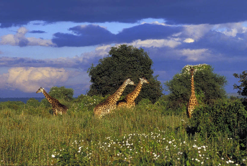 无人,公园,站,横图,室外,白天,正面,旅游,度假,草地,草坪,美景,植物,哺乳动物,长颈鹿,野生动物,非洲,坦桑尼亚,四只,盛开,景观,云,云朵,花蕾,云彩,注视,娱乐,草,花,花瓣,花朵,鲜花,树,树木,蓝色,绿色,白色,蓝天,天空,自然,动物,天,花苞,花蕊,观察,看,站着,享受,休闲,景色,放松,活泼,生长,晴朗,成长,观看,察看,国家公园,关注,自然风光,首府,阿鲁沙,阿鲁沙区,东非,坦桑尼亚联合共和国,塔兰吉雷国家公园,晴空,站立,半身,彩图