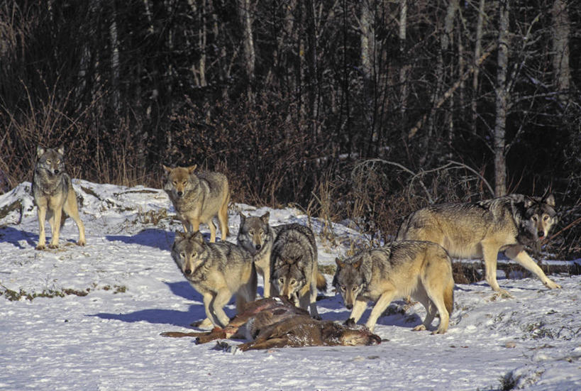 无人,站,横图,室外,白天,正面,旅游,度假,美景,雪,植物,大雪,哺乳动物,狼,鹿,野生动物,加拿大,一群,许多,覆盖,阴影,光线,影子,积雪,景观,雪景,冬季,冬天,枝条,很多,注视,娱乐,树,树木,树枝,一只,阳光,自然,动物,观察,看,站着,享受,休闲,抓,景色,放松,寒冷,可爱,活泼,观看,死亡,察看,北美,北美洲,关注,自然风光,白尾鹿,捕猎,美洲,凶猛,遮盖,北亚美利加洲,亚美利加洲,严寒,殒命,灭亡,笼罩,笼盖,虬枝,枝杈,残暴,凶残,灰狼,站立,彩图,全身,犬科动物