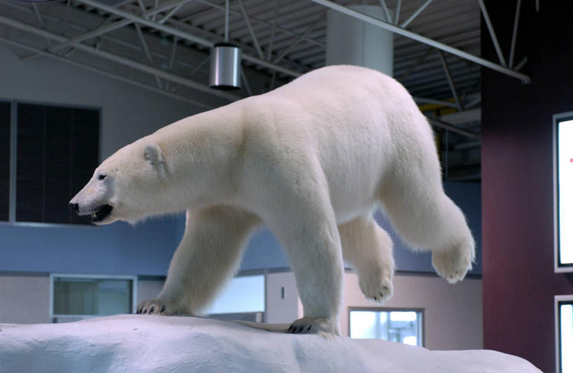 无人,博物馆,站,跳,横图,室内,白天,仰视,旅游,度假,北极熊,野生动物,熊,照明,加拿大,一头,吊挂,悬挂,研究,灯光,教育,挂,注视,娱乐,吊灯,灯,一个,动物,灯具,观察,看,站着,享受,休闲,放松,单个,观看,展览,照亮,察看,北美,北美洲,照明设备,关注,欣赏,美洲,凶猛,陈列,首府,北亚美利加洲,亚美利加洲,西北地区,耶罗纳夫,典藏,耶洛奈夫,残暴,凶残,白熊,跳跃,站立,彩图,低角度拍摄,全身,黄刀镇