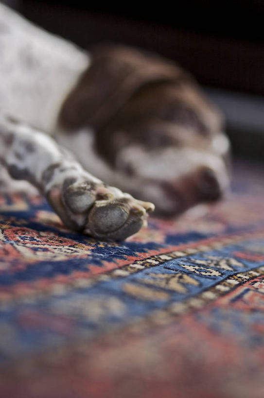 无人,躺,睡,竖图,彩色,室内,特写,白天,侧面,地毯,宠物,狗,纺织品,朦胧,模糊,装饰,毯子,猎犬,纺织,一只,动物,垫子,温暖,可爱,华丽,修饰,点缀,忠诚,衬托,美观,雅致,雅观,波音达犬,德国波音达犬,德国短毛波音达犬,德国短毛指示猎犬,德国短毛指示犬,卧着,犬,困,困觉,寝息,睡觉,躺着,卧,半身,彩图