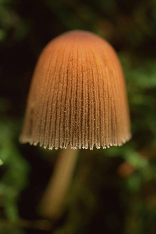 无人,竖图,室外,特写,白天,正面,旅游,度假,草地,草坪,美景,植物,阴影,形状,朦胧,模糊,光线,影子,景观,菌菇,蘑菇,菌类,娱乐,草,一个,绿色,阳光,自然,享受,休闲,橙色,食用菌,景色,放松,单个,自然风光,形态,外形,伞菌,杯伞,杯蕈,漏斗形杯伞,彩图