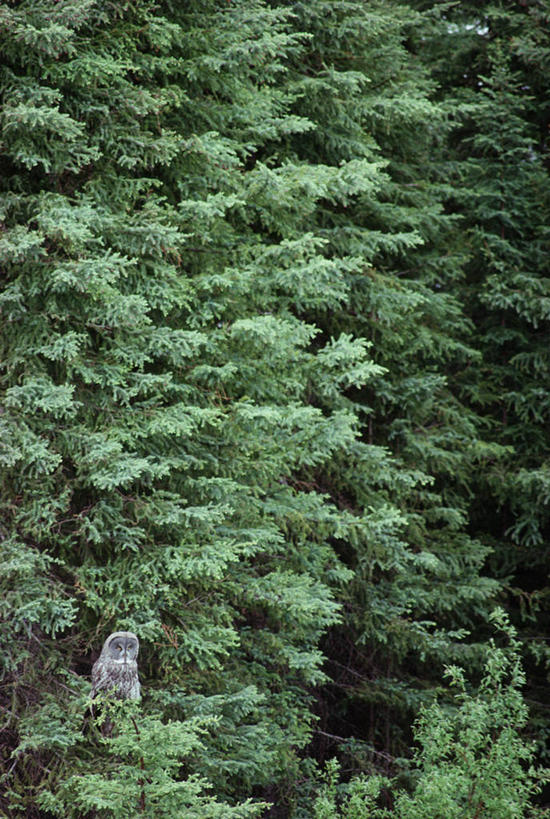 无人,站,竖图,室外,白天,正面,旅游,度假,美景,森林,树林,植物,猫头鹰,鸟,野生动物,羽毛,加拿大,阴影,轻盈,柔软,高耸,光线,鸟类,影子,景观,注视,娱乐,树,树木,一只,绿色,阳光,自然,动物,观察,看,站着,享受,休闲,景色,放松,栖息,生长,成长,观看,察看,北美,北美洲,关注,自然风光,美洲,凶猛,轻柔,北亚美利加洲,亚美利加洲,马尼托巴,马尼托巴省,曼尼托巴省,栖身,挺拔,残暴,凶残,鸮,枭,站立,彩图,全身,曼省,缅尼托巴省,缅省