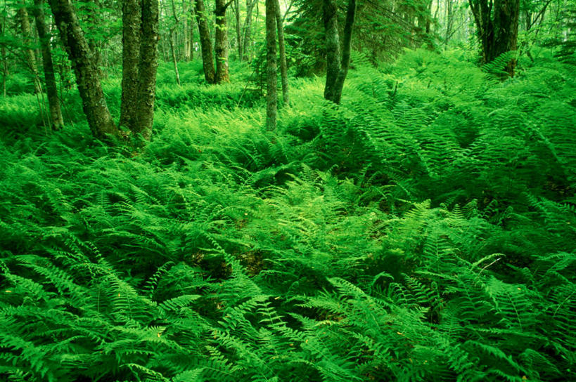 无人,横图,俯视,室外,白天,旅游,度假,草地,草坪,美景,植物,加拿大,阴影,光线,影子,景观,泥土,土壤,娱乐,草,树,树木,绿色,阳光,自然,享受,休闲,景色,放松,茂密,茂盛,生长,成长,北美,北美洲,自然风光,美洲,新斯科舍,北亚美利加洲,亚美利加洲,新斯科舍省,彩图,高角度拍摄,诺省,斯高沙省,新省,新斯高沙省,新斯科细亚省
